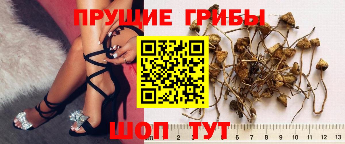 Псилоцибиновые грибы Cubensis  Вход с VPN  Чита 